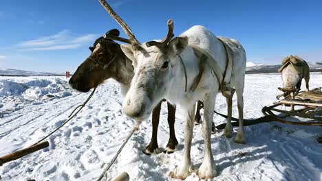 three-beautiful-reindeer-pulled-by-a-sleigh-are-waiting-for-their-owners-against-the-backdrop-of-the-blue-sky-and-winter-field