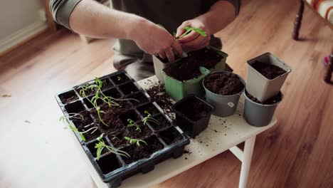 Gardener-Transplanting-Seedlings-On-Bigger-Pot