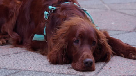 Cute-Irish-Setter-dog-with-long-red-fur-lies-on-street-looks-at-camera
