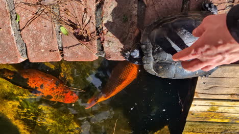 Closeup-shot-of-koi-orange-fish-and-big-old-turtle-in-wooden-bridge-hand-caress-water-animals