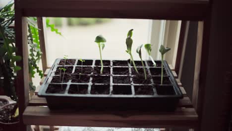 Plántulas-Plantadas-Y-Creciendo-En-Una-Pequeña-Maceta-Cuadrada-Interior