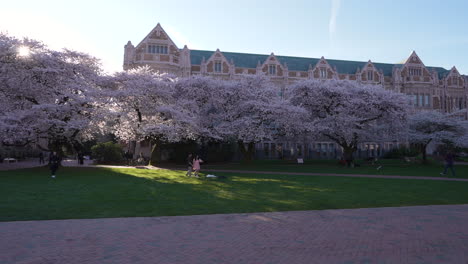 People-walking-in-middle-of-blooming-Cherry-trees-at-the-University-of-Washington