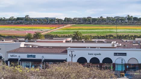 Left-to-right-flight-of-the-Premium-Outlets-Mall-in-Carlsbad,-California-with-the-picturesque-background-of-the-Flower-Fields-in-bloom-in-the-background