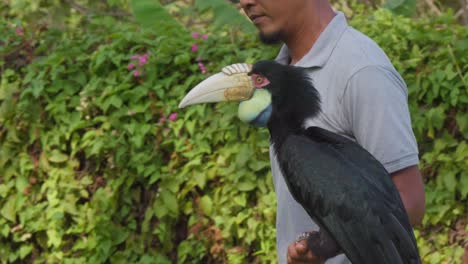 Cálao-Comiendo-Una-Fruta-Y-Un-Cuidador-Del-Zoológico-En-Un-Espectáculo-De-Aves-En-El-Zoológico-De-Bali,-Indonesia---Plano-Medio