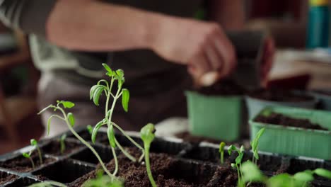 Jardinero-Trasplantando-Plántulas-En-La-Maceta