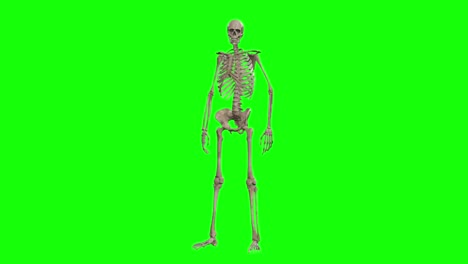 A-skeleton-3D-character-standing-idle-on-green-screen-seamless-loop-3D-animation,-front-view-animated-loop