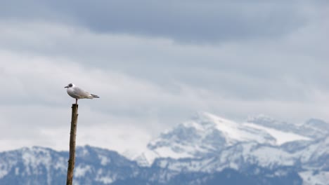 Seagull-bird-stands-on-a-pole-and-flies-away-in-slow-motion-in-a-beautiful-landscape