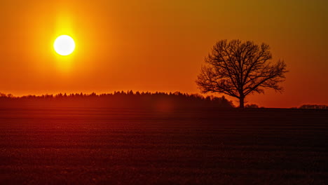 Orange-fiery-sunset-timelapse-with-tree-silhouette-at-horizon