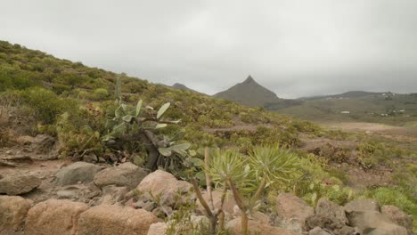 Dry-mountain-landscape-in-south-Tenerife-countryside-in-spring,-plants,-cacti-and-shrubs,-Canary-Islands,-Spain