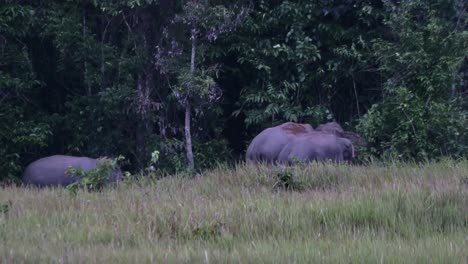 Back-with-some-soil-as-they-forage-together-just-outside-of-the-forest,-Indian-Elephant-Elephas-maximus-indicus,-Thailand