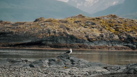 Gaviota-A-Lo-Largo-De-La-Playa-Costera-En-Tierra-Del-Fuego,-Argentina---Plano-Amplio