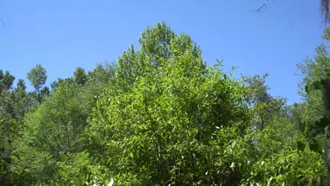 This-a-video-of-several-trees,-in-a-local-forest,-swaying-in-the-wind,-with-clear-blue-skies-in-the-background