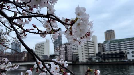 Cherry-blossom-flowers-closeup-shot-with-japanese-river-background-landscape-petals-and-branches