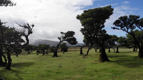 The-drone-glides-over-Fanal-Pond-on-Madeira-Island,-capturing-the-serene-beauty-of-the-ancient-laurel-trees