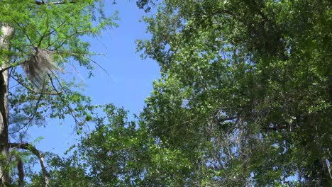 Dies-Ist-Ein-Video-Von-Mehreren-Bäumen-In-Einem-örtlichen-Wald,-Die-Im-Wind-Schwanken,-Mit-Klarem-Blauen-Himmel-Im-Hintergrund