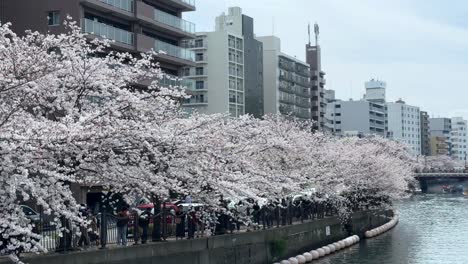 Stadtbild-Am-Wasser-Mit-Sakura-Bäumen,-Blühenden-Kirschbäumen,-Ookagawa,-Ooka-Fluss,-Himmel,-Boot,-Segeln,-Japanischer-Frühling