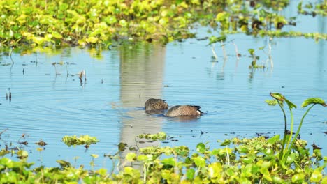 Blue-winged-teal-duck-male-female-pair-dabbling-and-eating-in-Florida-marsh-wetlands-4k