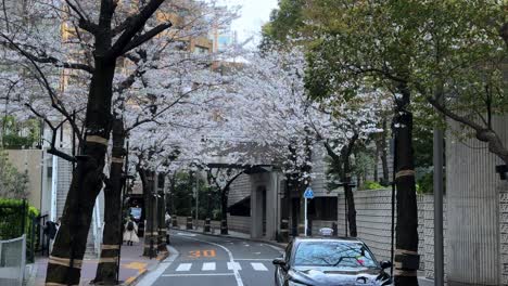 Japanese-taxi-drives-across-sakura-cherry-blossom-asphalted-tree-neighborhood-motorcycles-and-pedestrians-Japan-spring