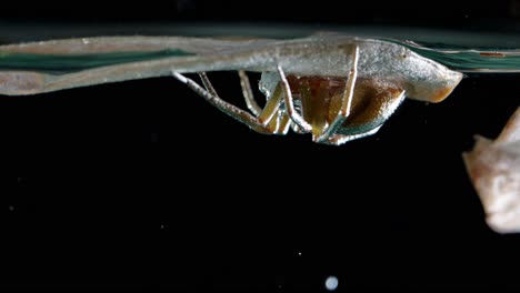 Fishing-Spider-Stays-Underside-Leaf-Underwater