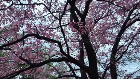 Pink-Dogwood-Tree-under-canopy