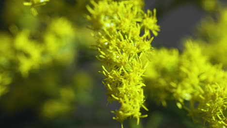 Primer-Plano-De-Flores-De-Vara-De-Oro-De-Color-Amarillo-Brillante