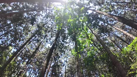 Sonnenlicht-Durch-Das-Blätterdach-Des-Waldes