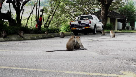 Monos-Macacos-De-Cola-Larga-En-El-Suelo-En-Las-Cuevas-De-Batu-En-Selangor,-Malasia