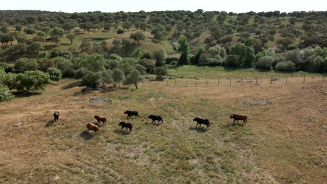 Imágenes-De-4.000-Drones-De-Un-Ganado-De-Toros-Corriendo-En-Un-Campo