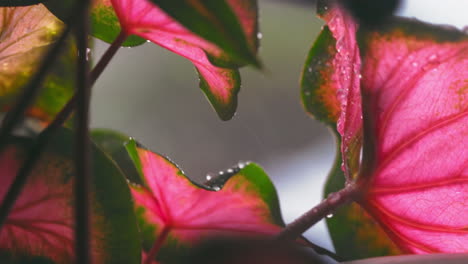 Close-Up-of-Rain-Falling-Adorning-Caladium-Leaves