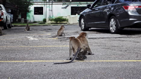 Monos-Macacos-De-Cola-Larga-En-El-Estacionamiento-Sorprendidos-Por-La-Llegada-Del-Automóvil-En-Kuala-Lumpur,-Malasia