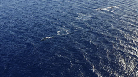 Buckelwale-Schwimmen-Während-Der-Paarungszeit-Als-Herde-Im-Tiefblauen-Wasser-Vor-Der-Küste-Von-Maui,-Hawaii