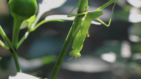 Praying-mantis-hanging-on-a-chili-pepper-plant,-close-up