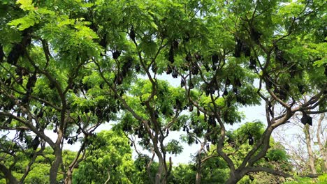 Fruit-Bats-Hanging-From-Trees-wide-drove-view-in-Kolhapur