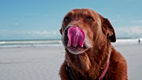 Ein-Brauner-Labrador-Mit-Halsband-Am-Strand,-Dessen-Zunge-Nach-Einem-Spaziergang-Heraushängt-Und-Dessen-Ohren-Im-Wind-Flattern