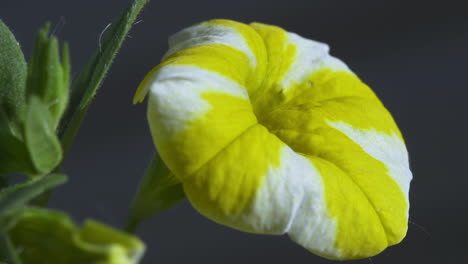 Profile-view-of-bright-yellow-and-white-striped-petunia