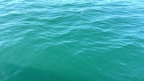 Jellyfish-swims-in-blue-sea-water-Goa-India-4K