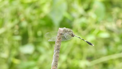 Tiger-dragonfly-fathers-.-green-grass