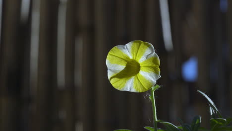 Yellow-and-white-striped-petunia,-panning-left-with-bamboo-fence-in-background