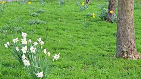 Narzissen,-Osterglocken,-Narzissenblüten-Blühen-Im-Frühlingsgarten