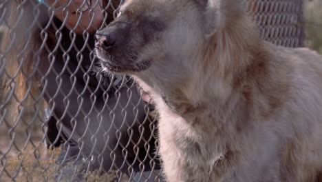 Camp-Verde-Arizona-US---Jan-6th-2024---Out-of-Africa-Wildlife-trainer-pets-hyena-through-fence---close-up