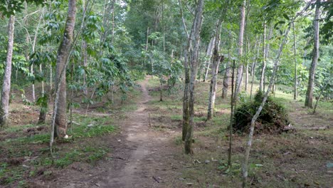 Greenery-and-woodland-with-path-in-between