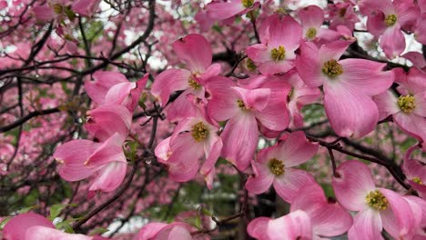 Hartriegel-Baum-Blüte-Halbnah-4k