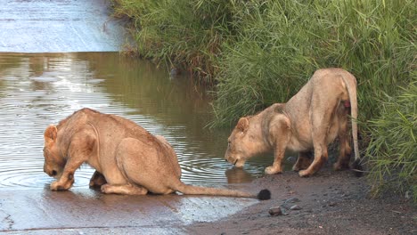 A-slow-zoom-out-shot-of-two-lions-drinking,-one-looks-up-after-a-while