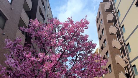 Sakura-Baum-Mit-Rosa-Blüten,-Die-über-Der-Blauen-Skyline-Und-Der-Japanischen-Haube-In-Yokohama-Wehen