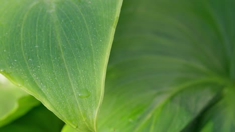 Grünes-Sonnenbeschienenes-Tropisches-Blatt