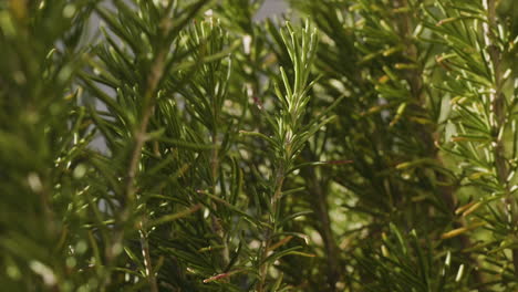 Closeup-of-perennial-rosemary-shrub