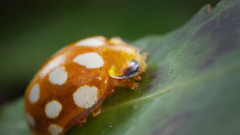 Static-Orange-Ladybird-Halyzia-sedecimguttata-on-leaf