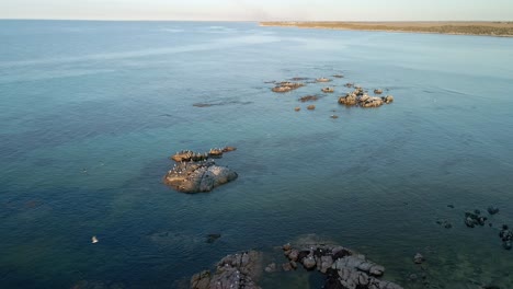 Drone-shot-of-white-sea-gulls-on-coastal-rocks-at-Corny-Point,-Yorke-Peninsula,-South-Australia