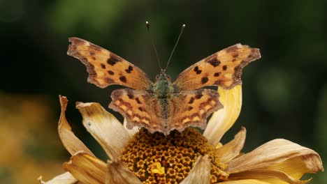Orange-Comma-Butterfly-resting-on-Drought-Sunflower-in-sunlight