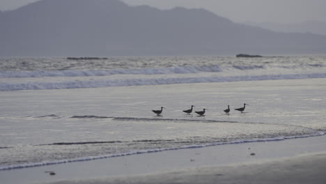 Schwenkaufnahme-Einer-Gruppe-Von-Regenbrachvögeln,-Die-In-Den-Niedrigen-Gewässern-Vor-Der-Insel-Canas-Jagen